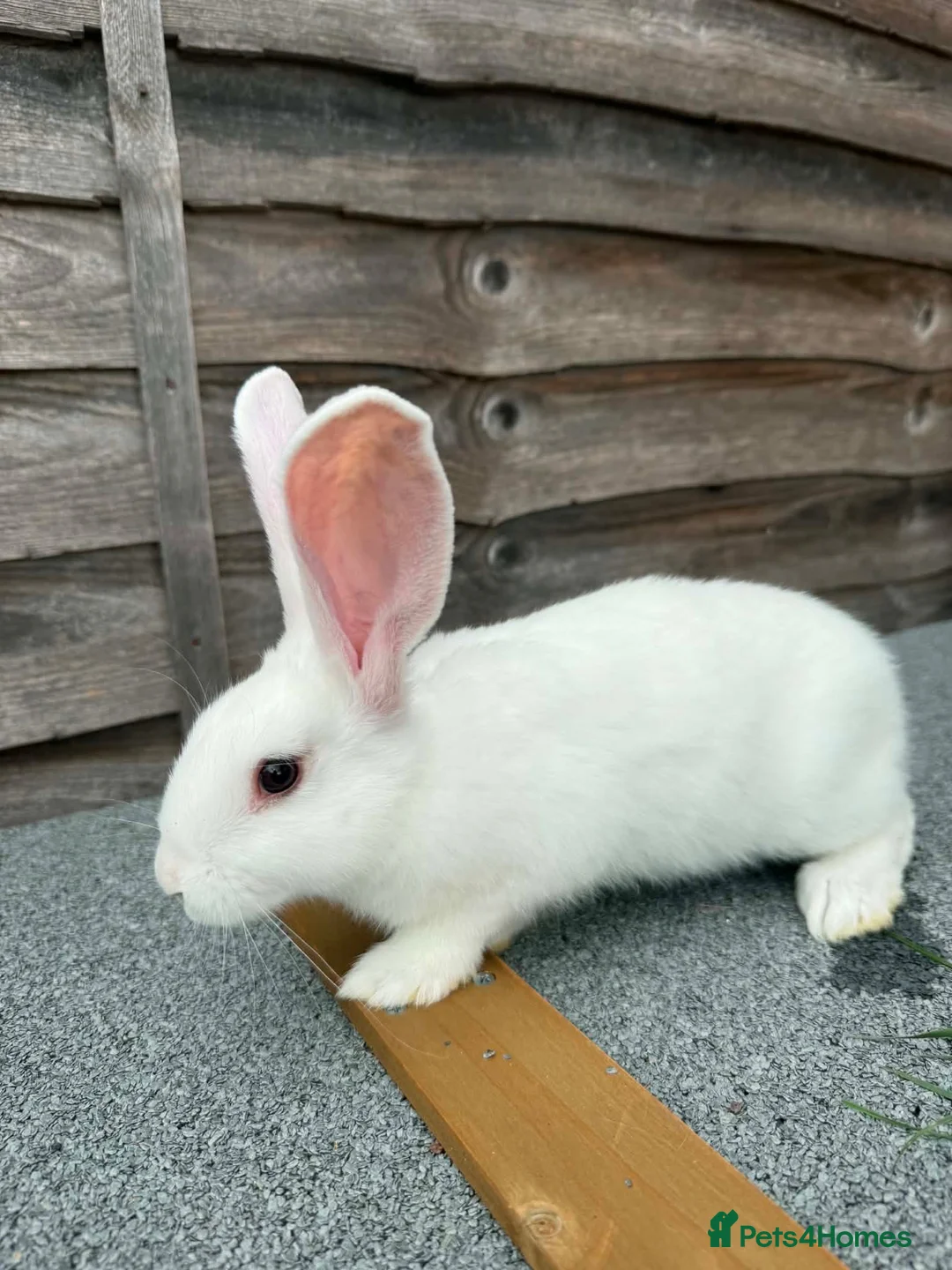 Continental Giant rabbits for sale: 🐰🐰🐰 Continental Giant Rabbits  - Advert 6