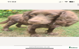 Cockapoo dogs for sale: Cockapoo puppy male - Advert 2