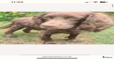 Cockapoo dogs Cockapoo puppy male - Advert 5