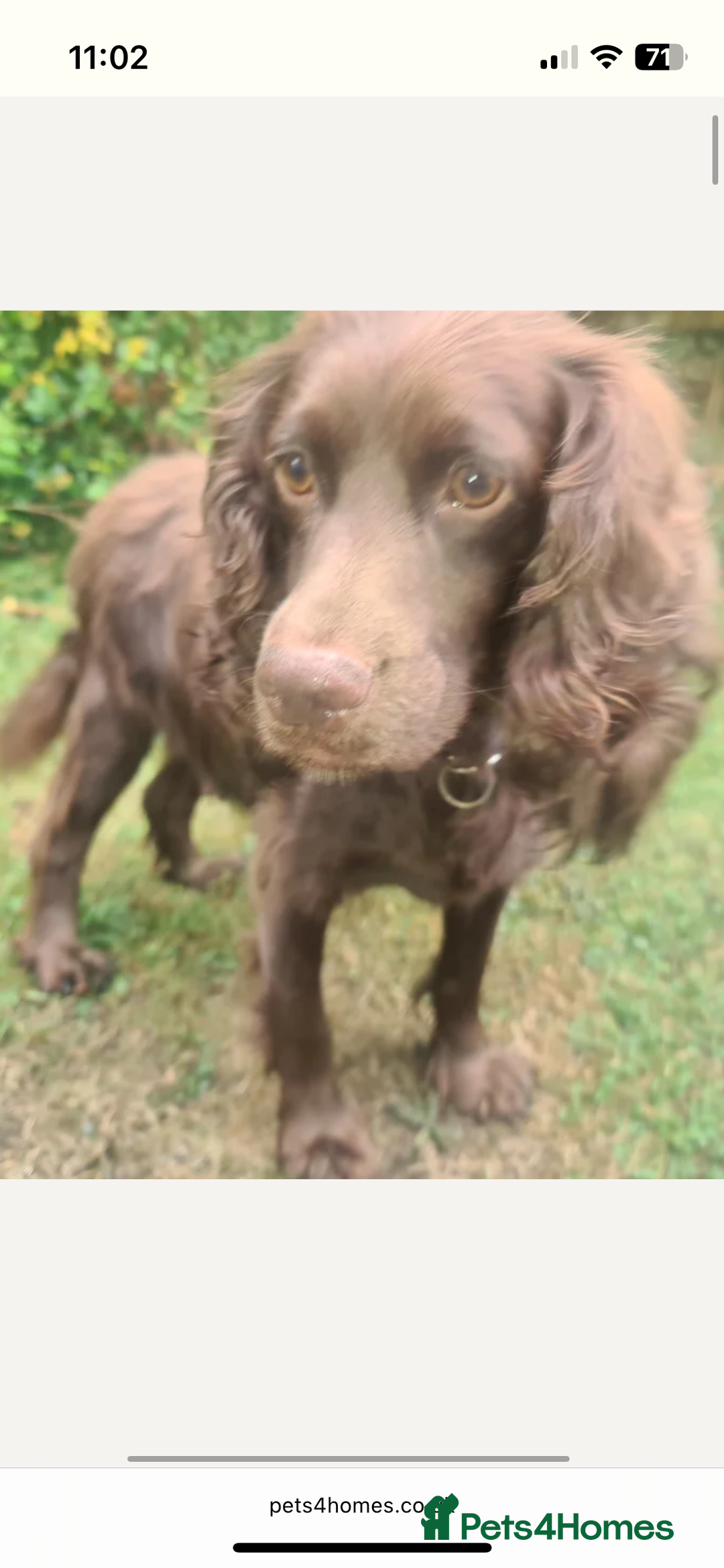 Cockapoo dogs for sale: Cockapoo puppy male - Advert 2