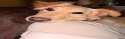 Mixed Breed dogs for adoption: Bubi! - Advert 2