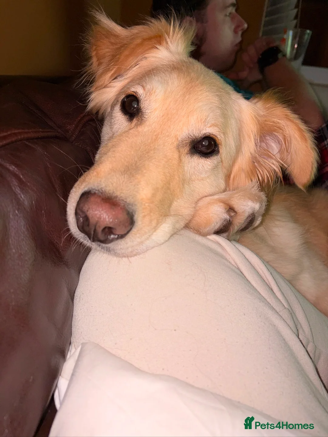 Mixed Breed dogs for adoption: Bubi! - Advert 2