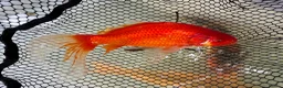 Koi Carp fish for sale: Mixed Koi Carp Golden Orfe Fish Collection - Advert 5