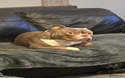American Bully dogs for stud: Lilac tri pocket bully  - Image 3
