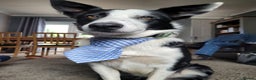 Border Collie dogs for stud: Milo for stud (PROVEN) in Chesterfield - Advert 6