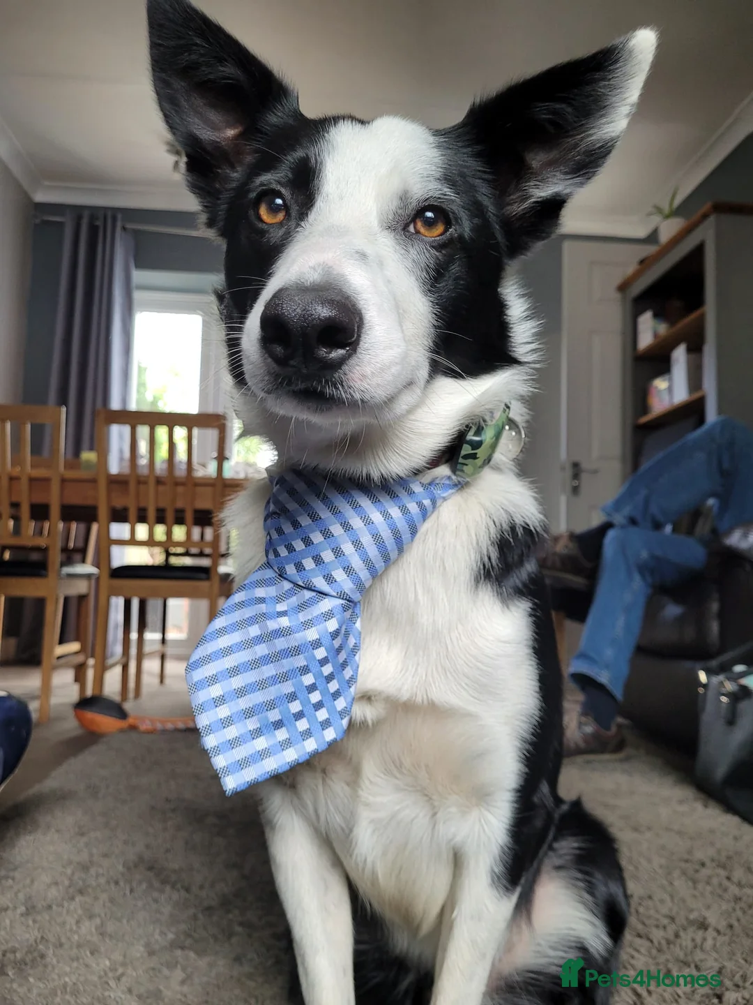 Border Collie dogs for stud: Milo for stud (PROVEN) in Chesterfield - Advert 6