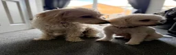 Mixed Breed dogs for sale: Cavapoochon x puppies  in Battle - Advert 11