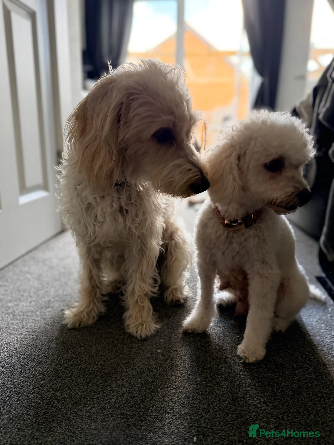Mixed Breed dogs for sale: Cavapoochon x puppies  in Battle - Advert 11