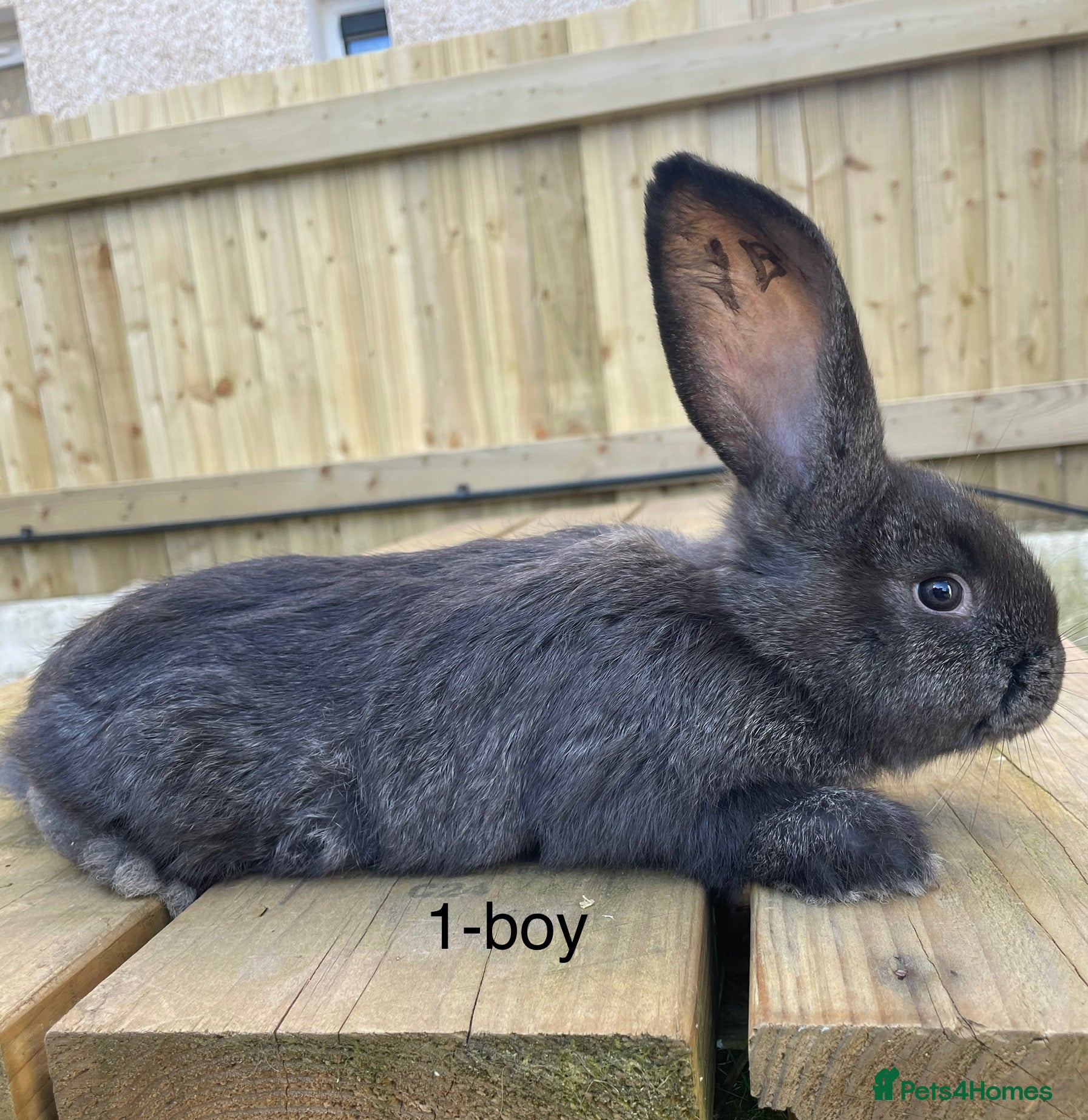 Continental Giant rabbits 💙5 week old pure bred continental giant 💙 - Advert 6