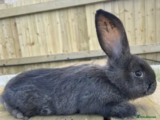 Continental Giant rabbits 💙5 week old pure bred continental giant 💙 - Advert 6