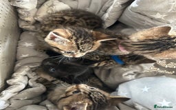 Mixed Breed cats for sale: 6 Beautiful kittens  - Image 1
