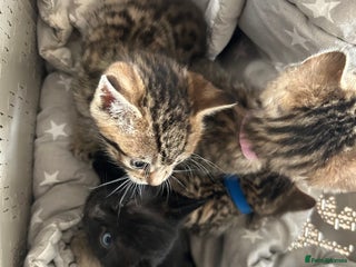 Mixed Breed cats - Advert 5
