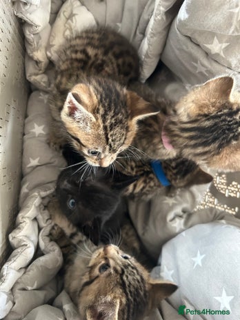 Mixed Breed cats - Advert 1