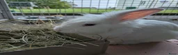 Mixed Breed rabbits for sale: Casper in Stranraer - Advert 3