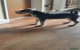 Miniature Schnauzer dogs for sale: KC REG MINI SCHNAUZER MAC AND EYE TESTED - Image 3