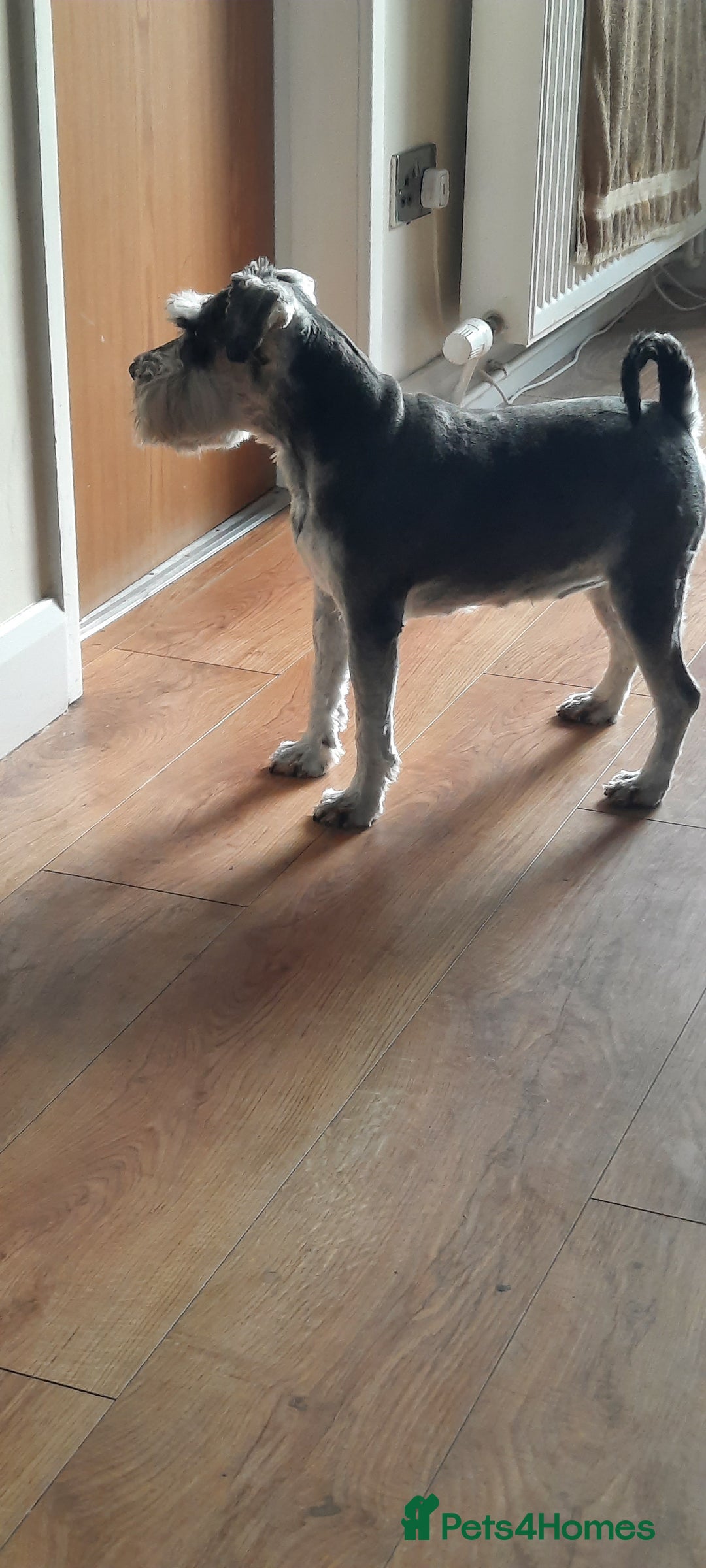 Miniature Schnauzer dogs for sale: KC REG MINI SCHNAUZER MAC AND EYE TESTED - Image 3