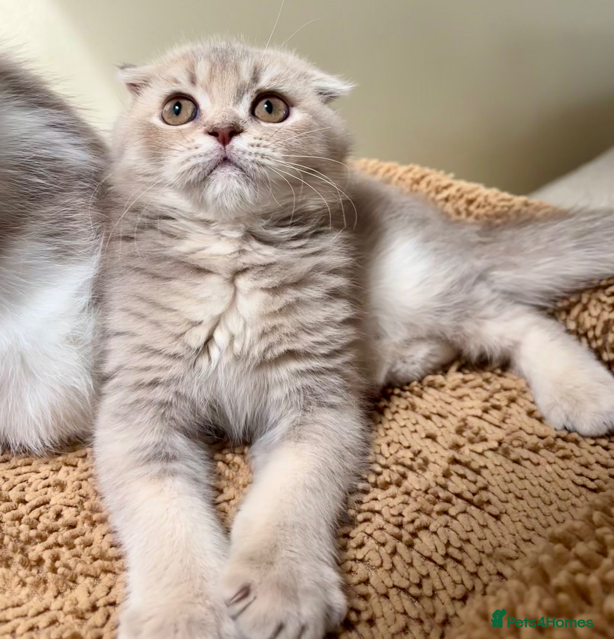 Scottish Fold cats for sale: Pedigree Adorable Scottish Fold Kittens  - Advert 9