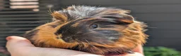 Guinea Pig rodents for sale: Gorgeous Gpig pups - Advert 16