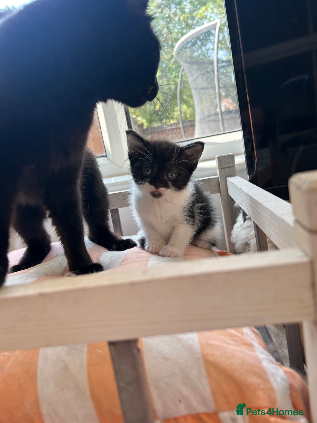 Mixed Breed cats for sale: Pretty fluffy little kittens  - Image 9