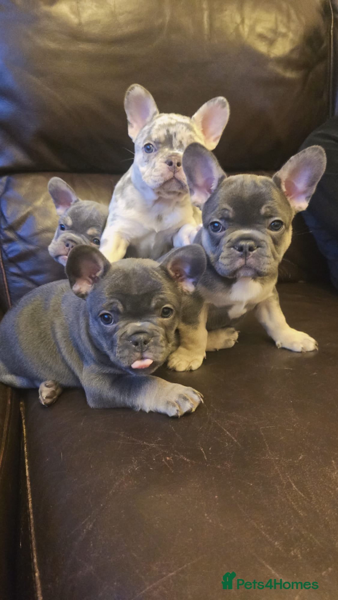French Bulldog dogs Excellent quality Frenchie - Advert 10