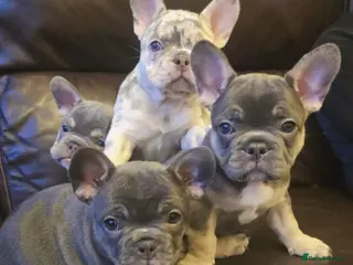 French Bulldog dogs Last 2 girls - reduced -Excellent quality Frenchie - Advert 1