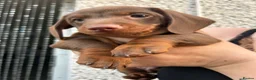 Dachshund dogs for sale: Chocolate and tan dachshund puppies ready 8wks + - Advert 10