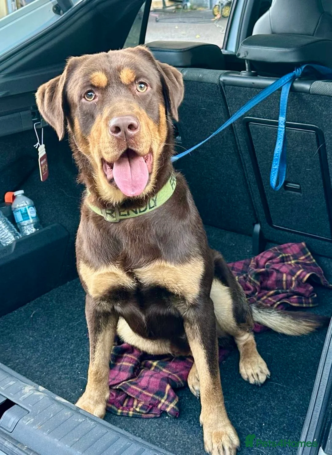 Labrador Retriever dogs for stud: Stunning pure Labrador for stud  in Manchester - Advert 1