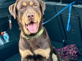 Labrador Retriever dogs Stunning pure Labrador for stud in Manchester - Advert 1