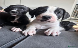 Mixed Breed dogs for sale: Cane corso x staffy  - Image 9