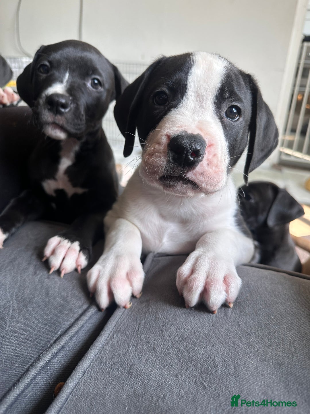 Mixed Breed dogs for sale: Cane corso x staffy  - Image 9