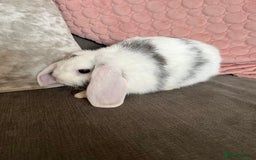 Mini Lop rabbits for sale: Beautiful mini lop rabbits for sale - Image 23
