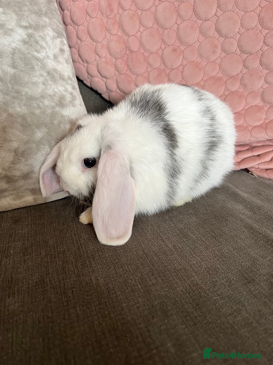 Mini Lop rabbits for sale: Beautiful mini lop rabbits for sale - Image 23