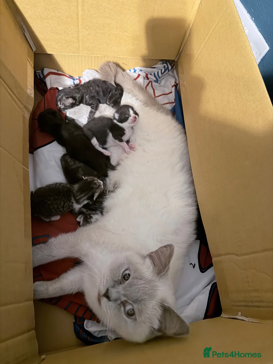 Mixed Breed cats for sale: British shorthair cross kittens - Advert 1