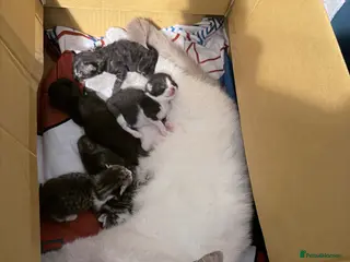 Mixed Breed cats British shorthair cross kittens - Advert 2