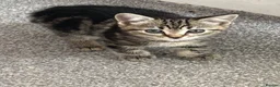 Mixed Breed cats for sale: Kittens - Advert 2