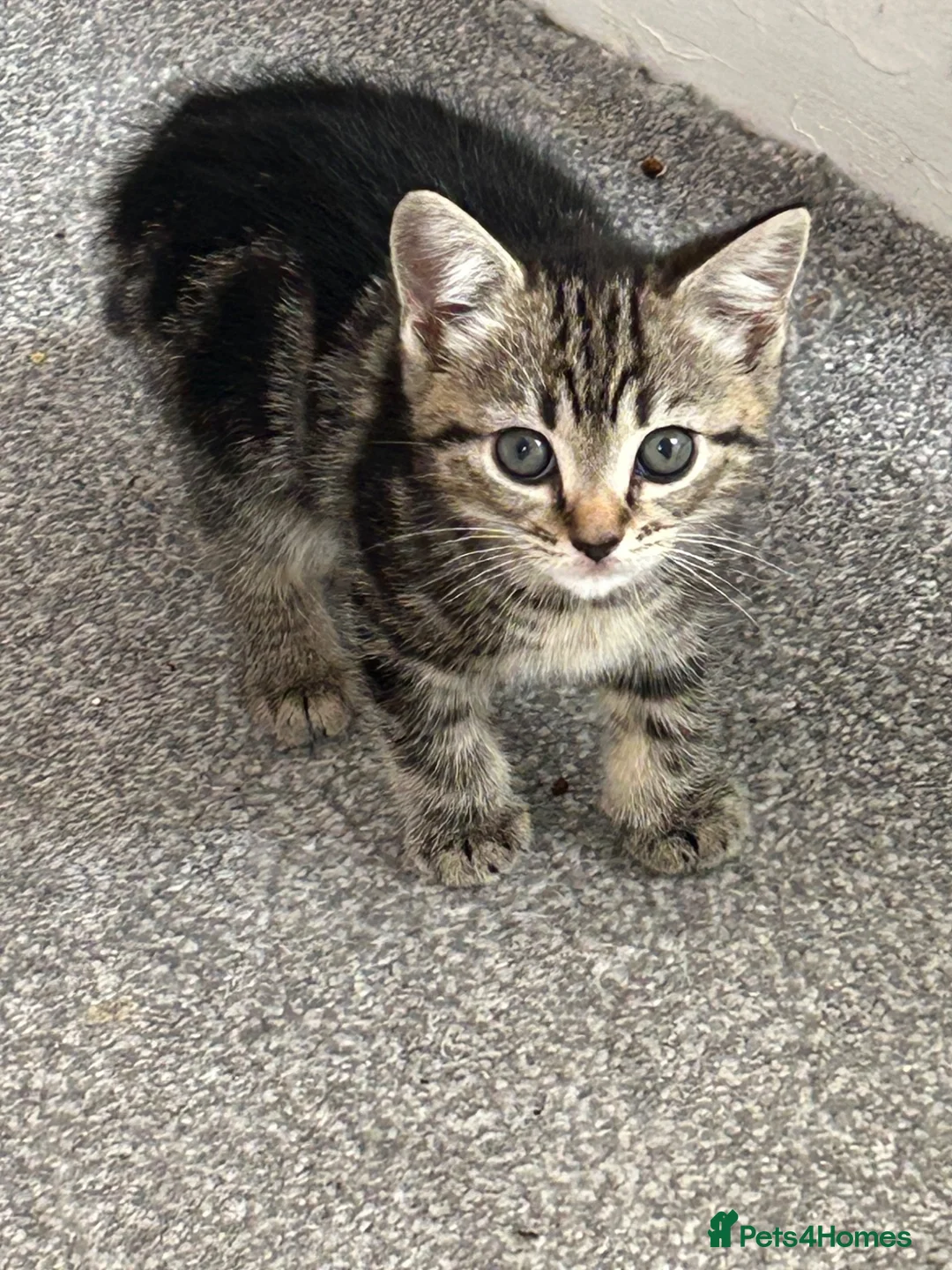 Mixed Breed cats for sale: Kittens - Advert 2