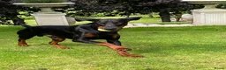Dobermann dogs for sale: Torcheney Puppies Due March 2026 - Wait List Open - Advert 14