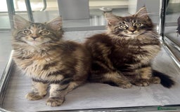 Maine Coon cats for sale: Pedigree Maine Coon kittens - Image 18