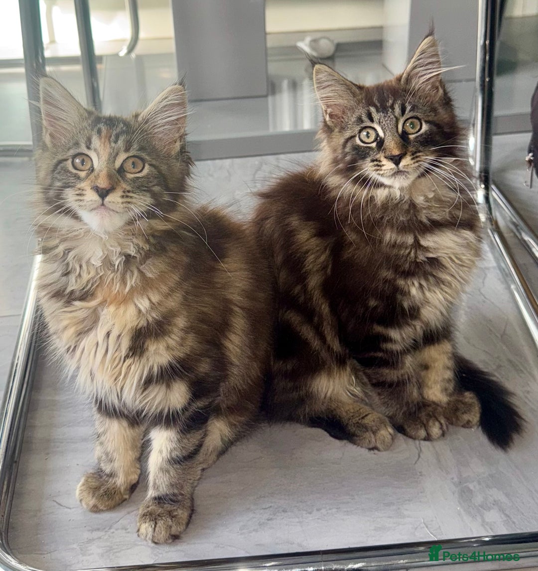 Maine Coon cats for sale: Pedigree Maine Coon kittens - Image 18