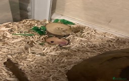 Hamster rodents for sale: Syrian hamster  - Image 1