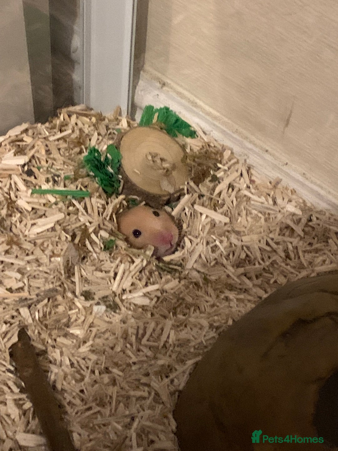 Hamster rodents for sale: Syrian hamster  - Image 1