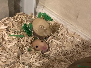Hamster rodents for sale - Advert 1