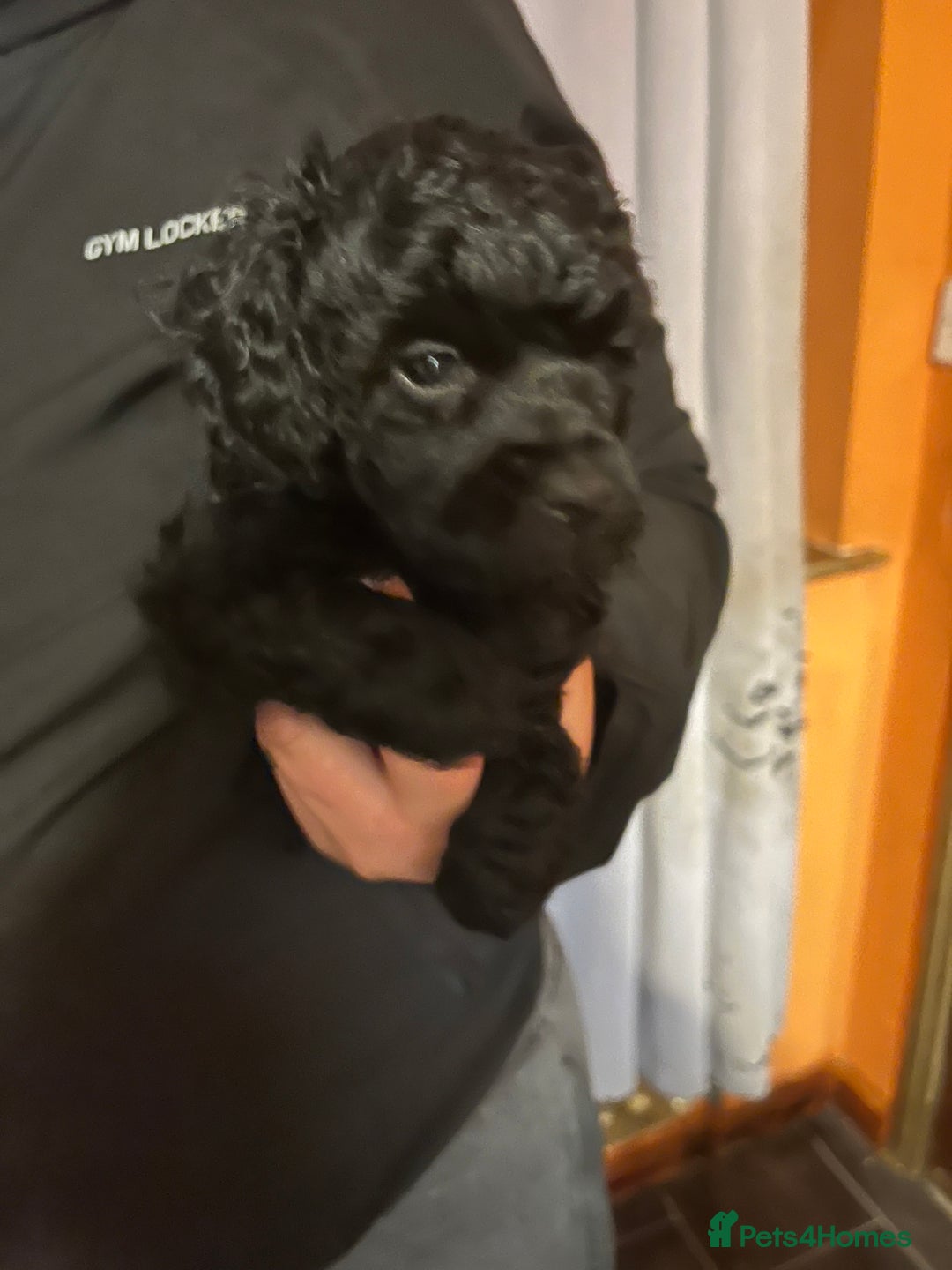 Toy Poodle dogs for sale: Last boy still available  - Advert 4