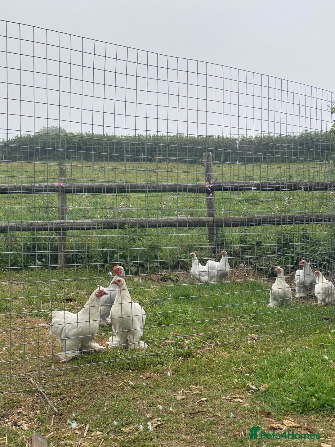 Chickens poultry for sale: Bantams for sale - Image 3