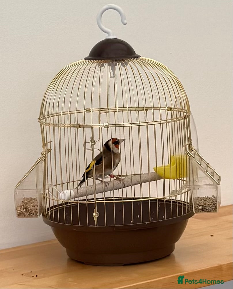 Finches birds Goldfinch bird  - Advert 14