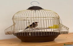 Finches birds for sale: Goldfinch bird  - Image 1