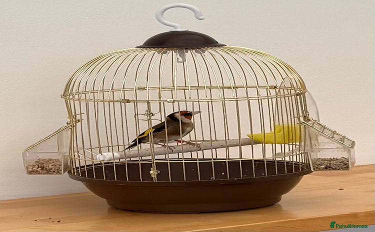 Finches birds - Advert 11