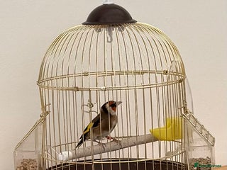 Finches birds - Advert 1