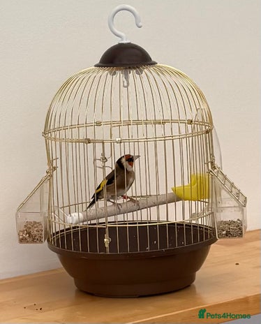 Finches birds - Advert 1