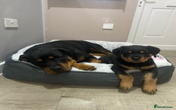 Rottweiler dogs for sale: Abi 11 week old Rottweiler  - Image 4